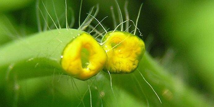 sok od biljke celandina iz papiloma