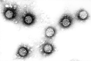 Ljudski papiloma virus